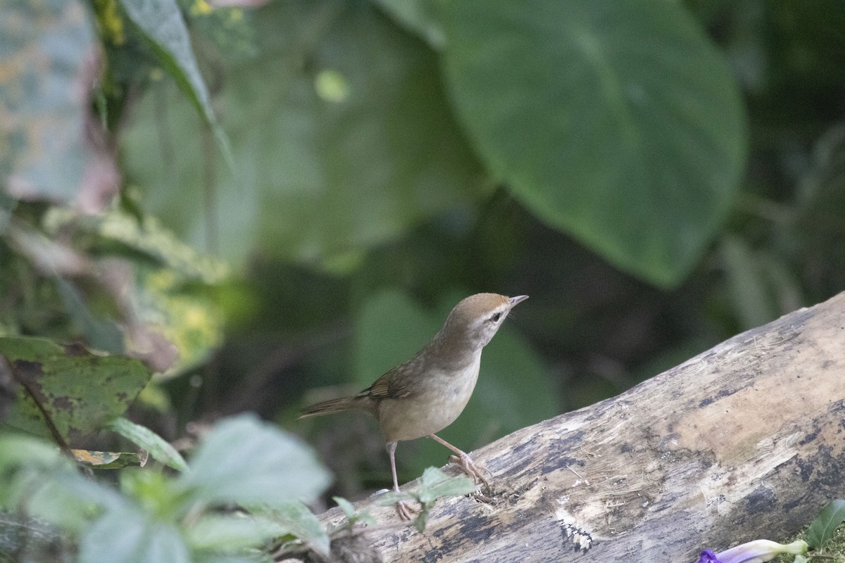 Papogorri siberiarra - ML647680673