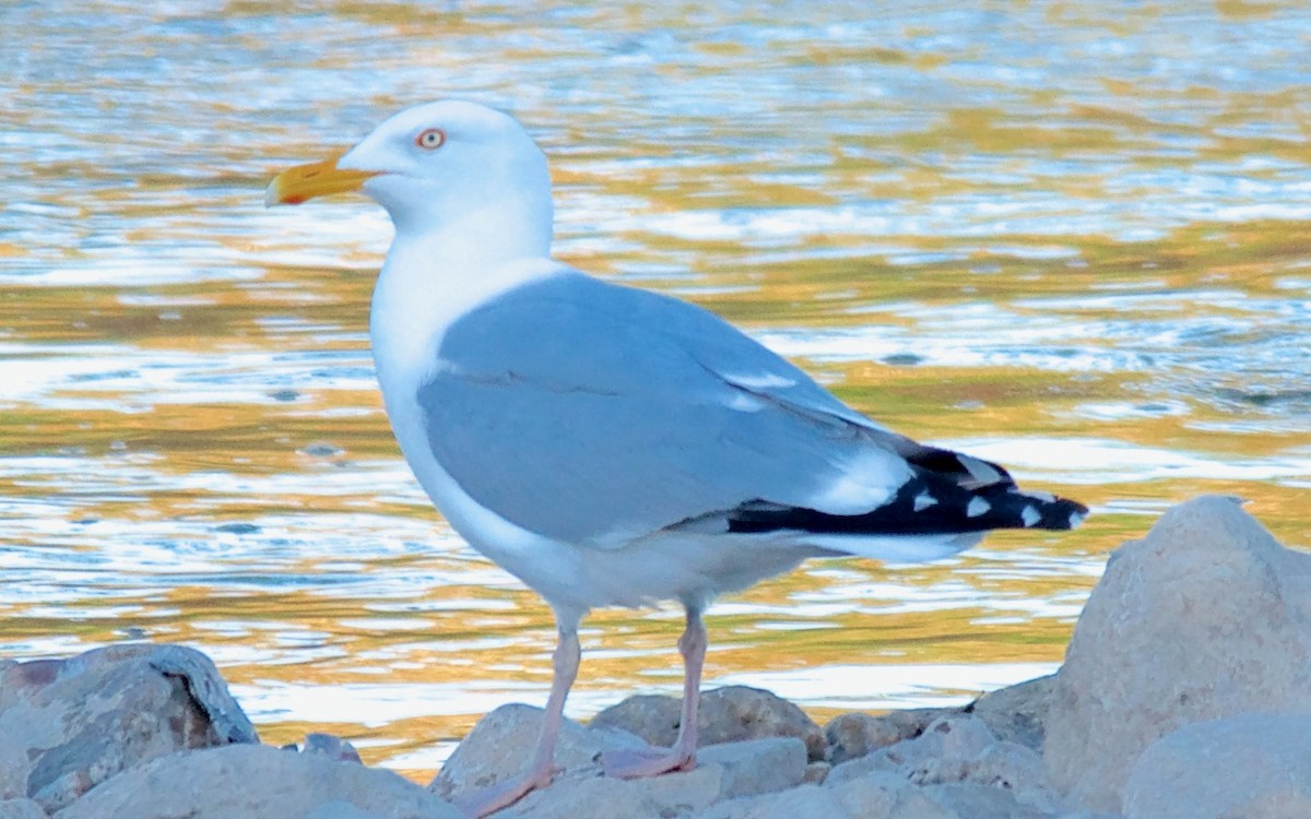 Kaio hauskara amerikarra - ML647680675