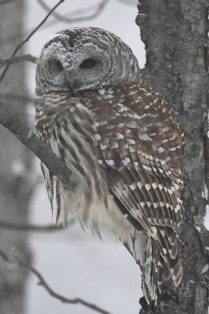 Barred Owl - ML647680696