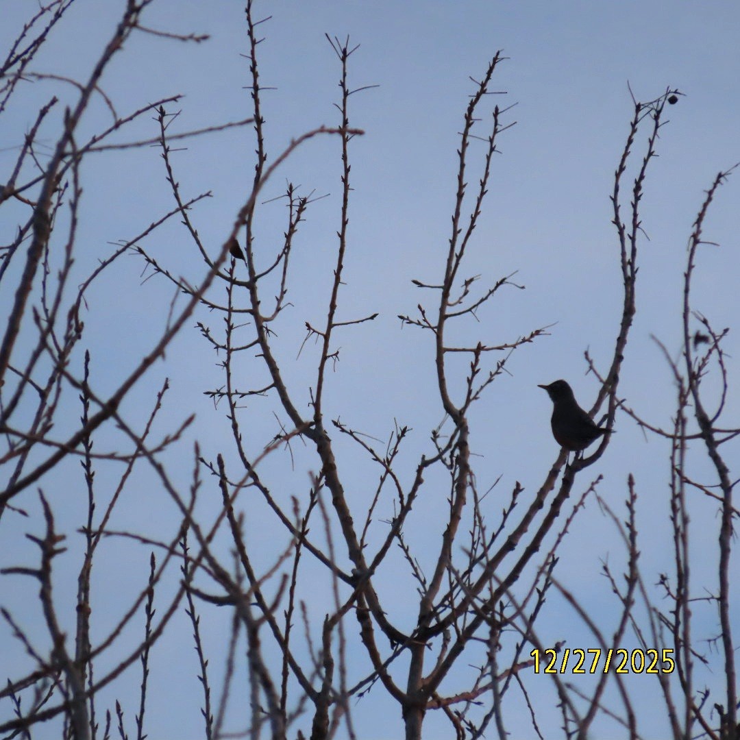 Zozo papargorria - ML647680697