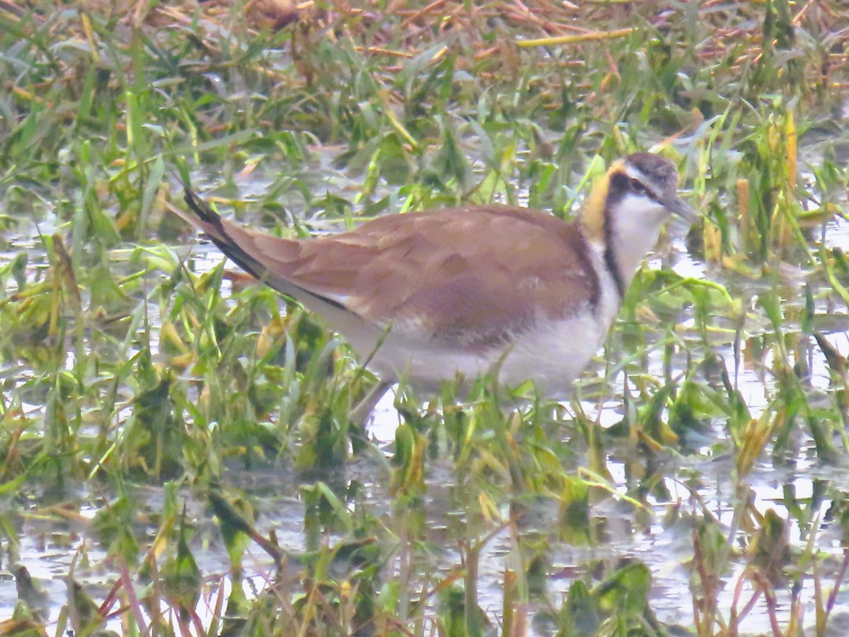 Jakana faisai-buztana - ML647680699