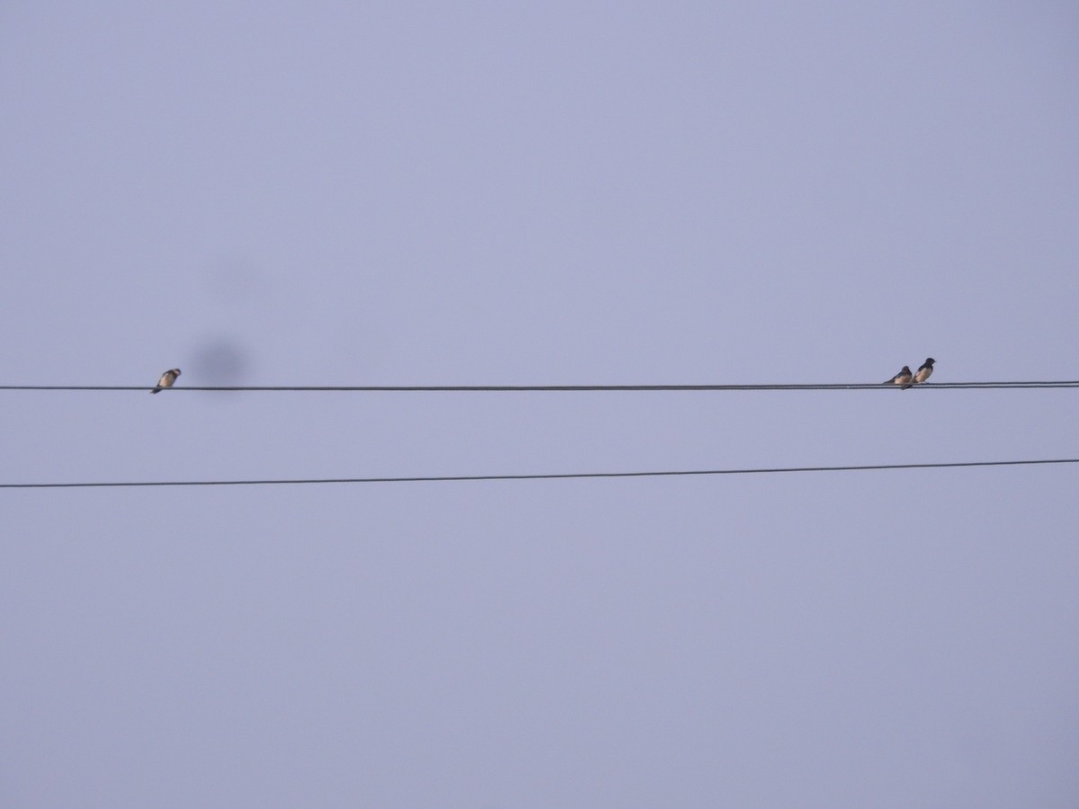 Enara arrunta - ML647680700