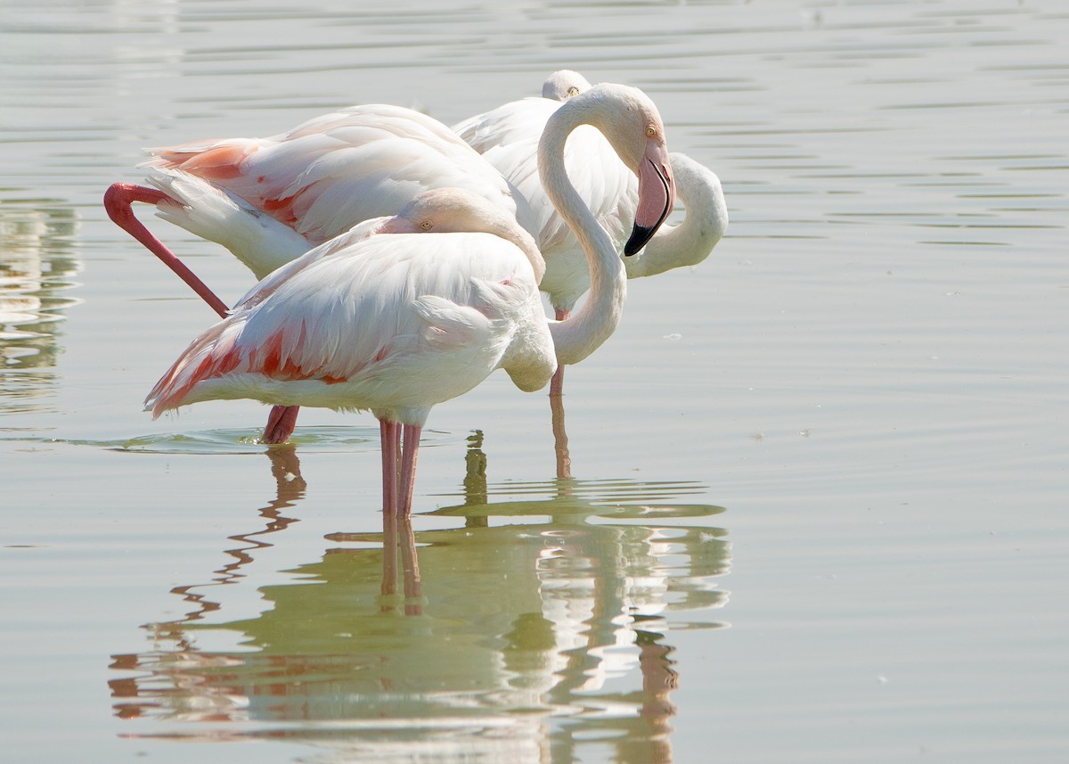 Flamenko handia - ML647680701