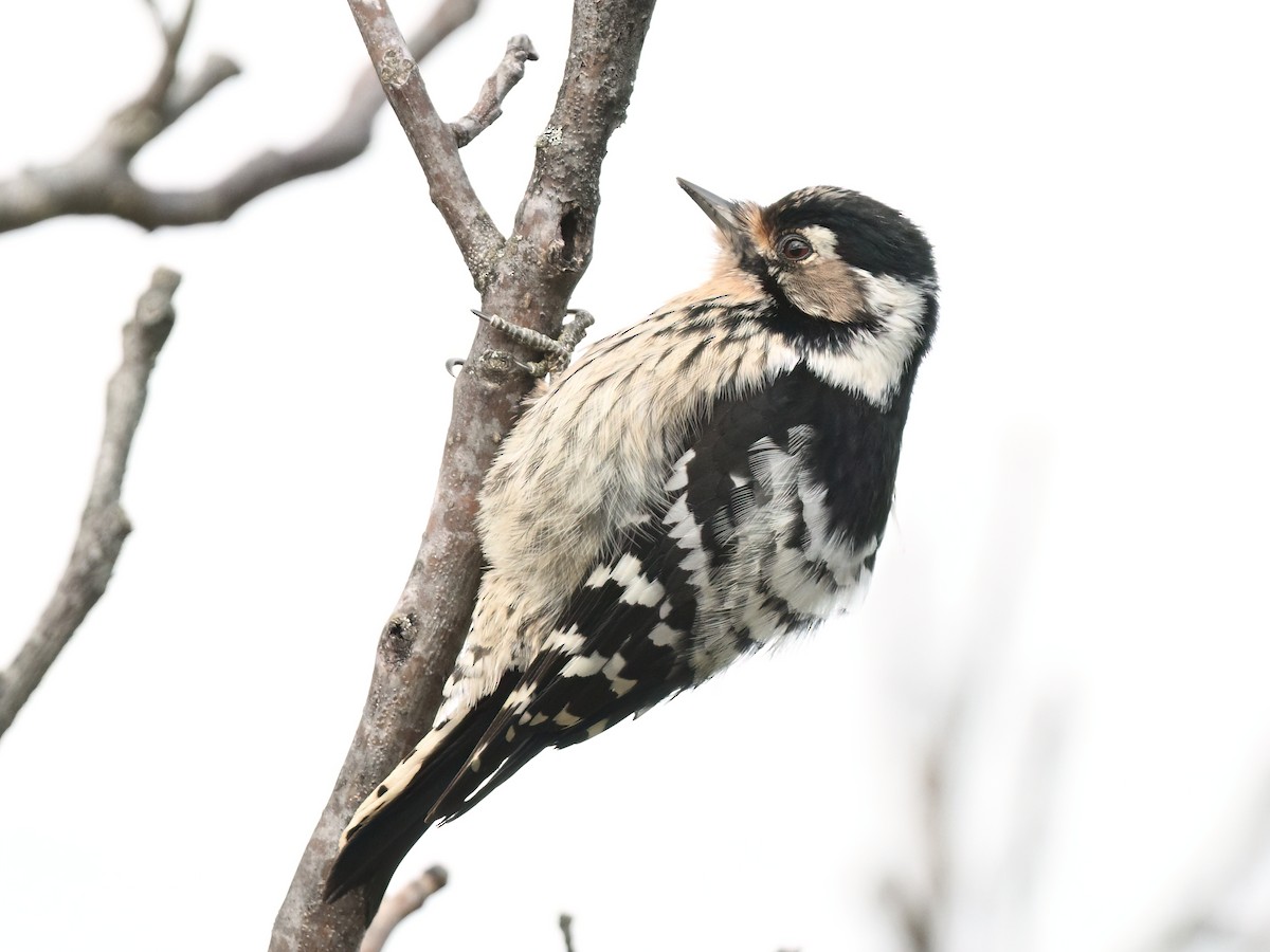 Okil txikia - ML647680705