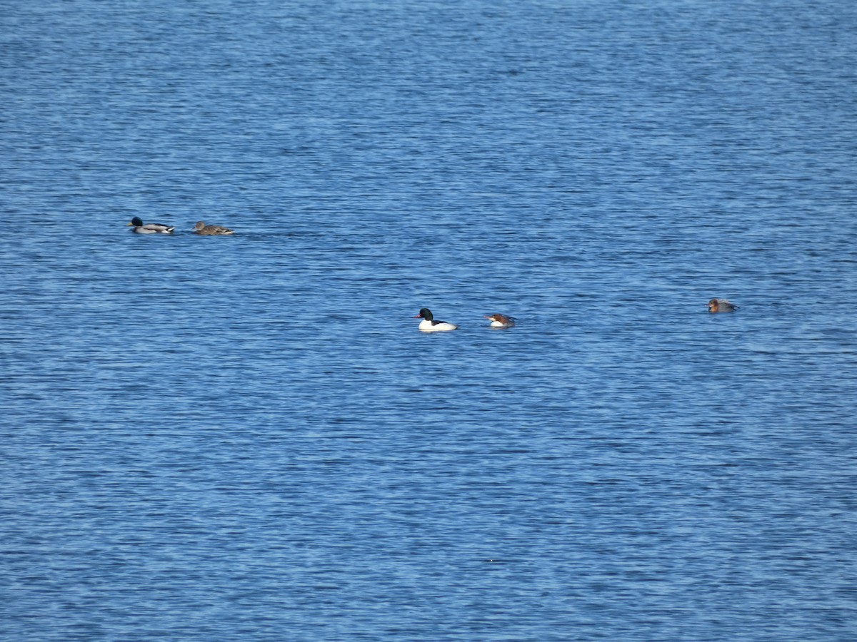 Common Merganser - ML647680719