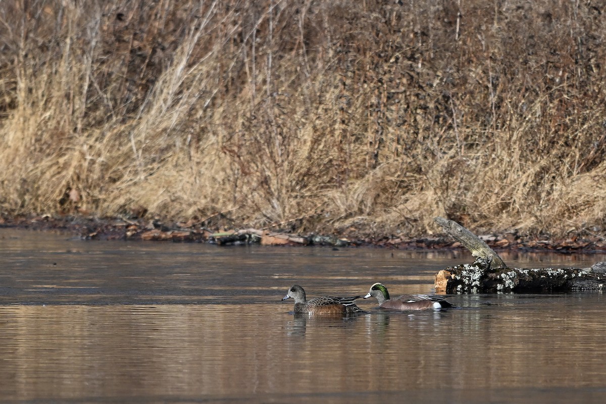 hvízdák americký - ML647680720