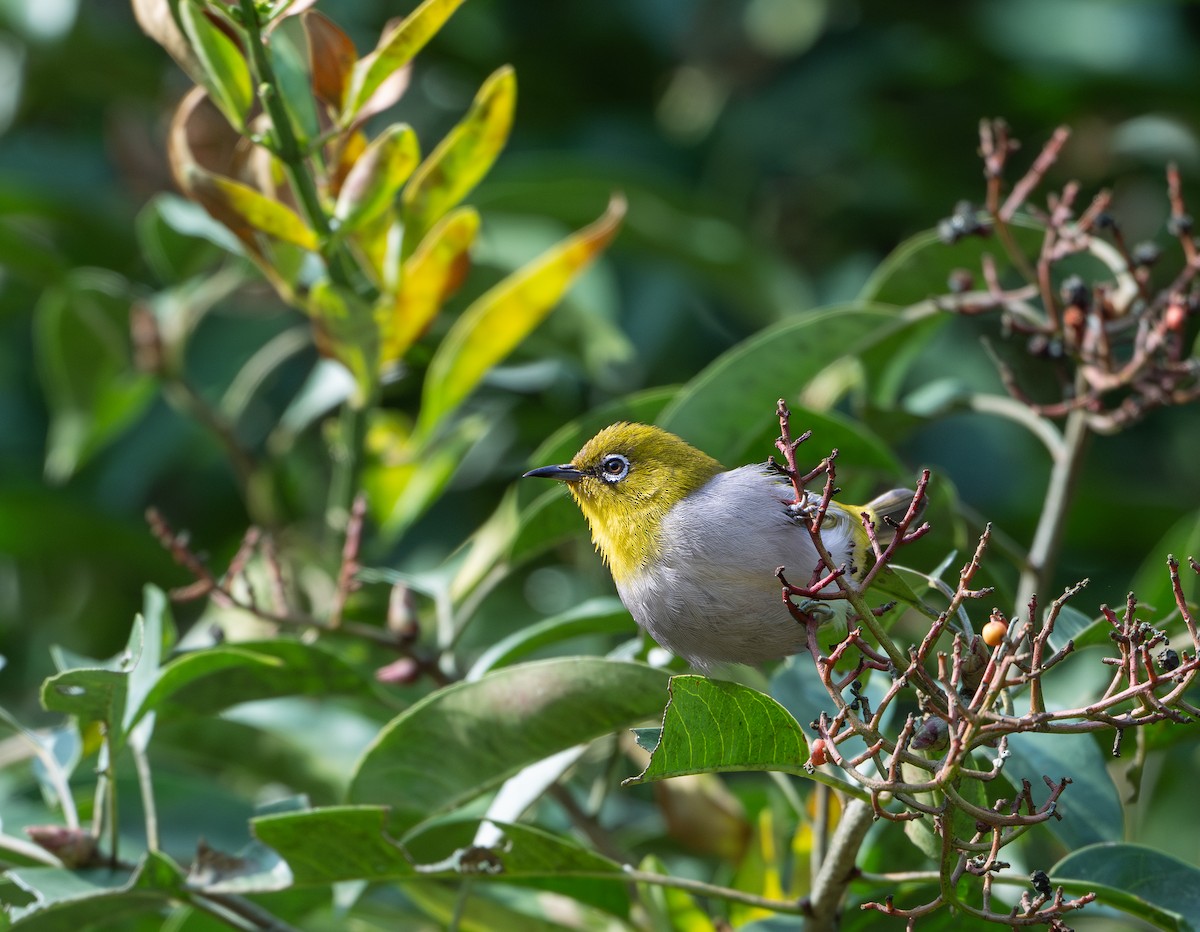 Indian White-eye - ML647680726