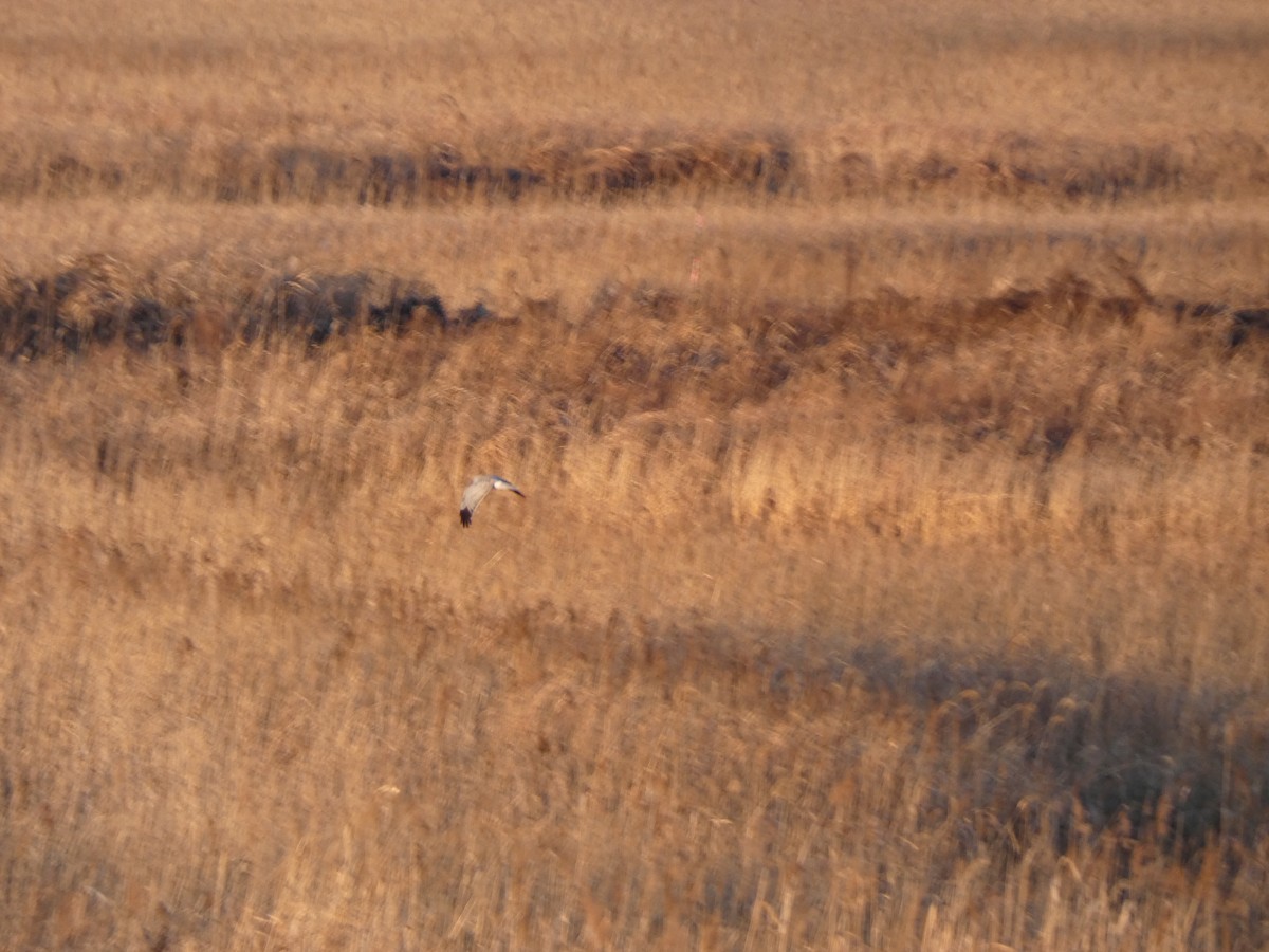 Hen Harrier - ML647680734