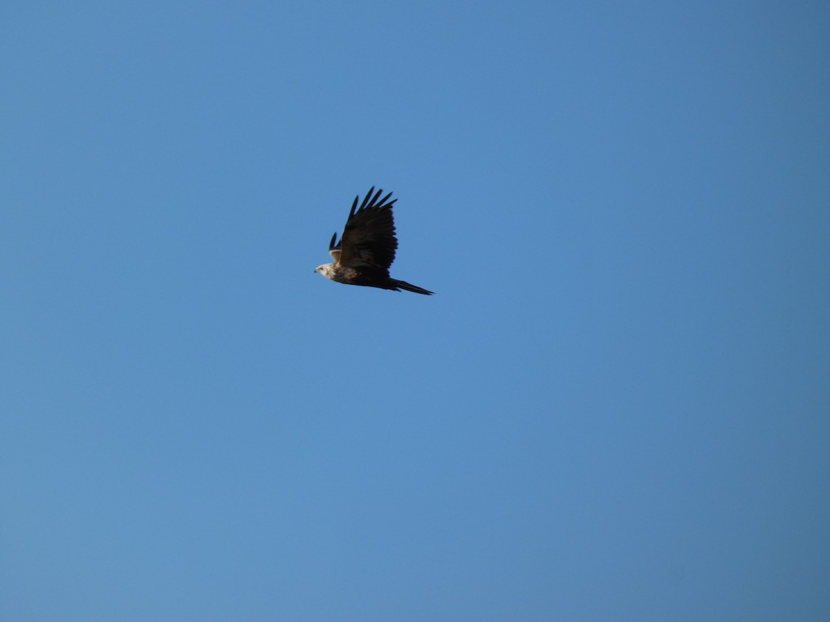 Eastern Marsh Harrier - ML647680738