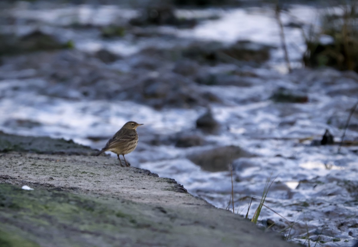 Rock Pipit - ML647680746