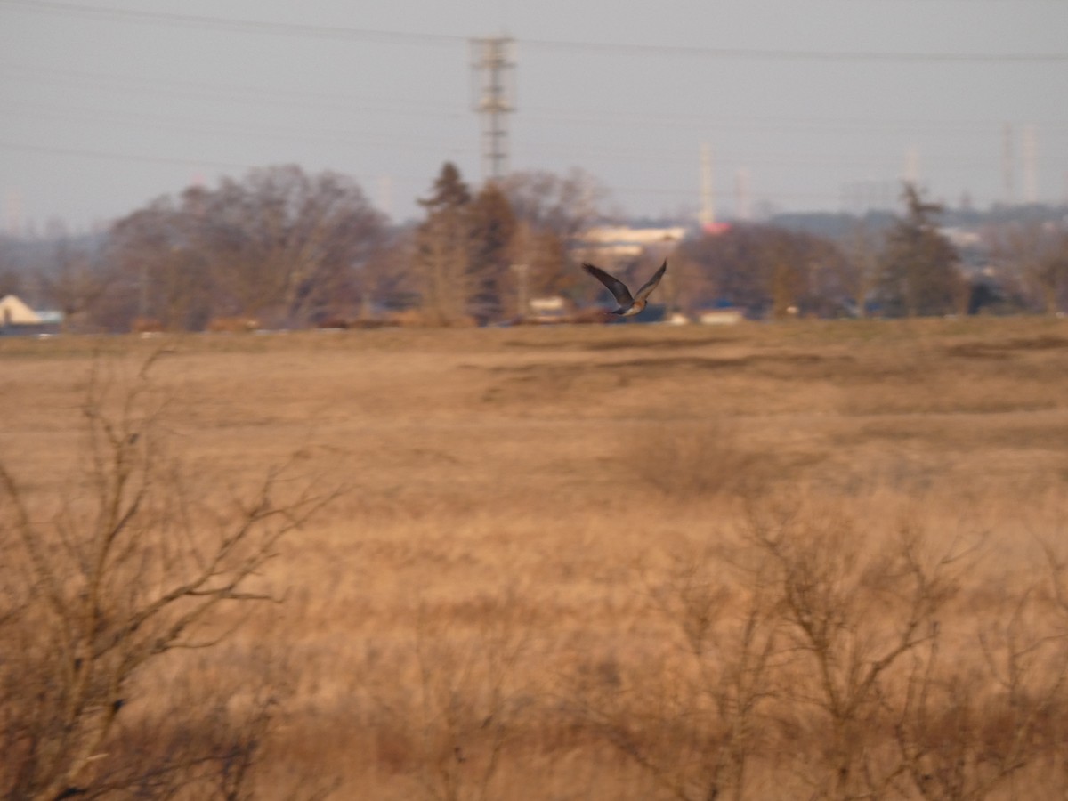 Eurasian Sparrowhawk - ML647680752