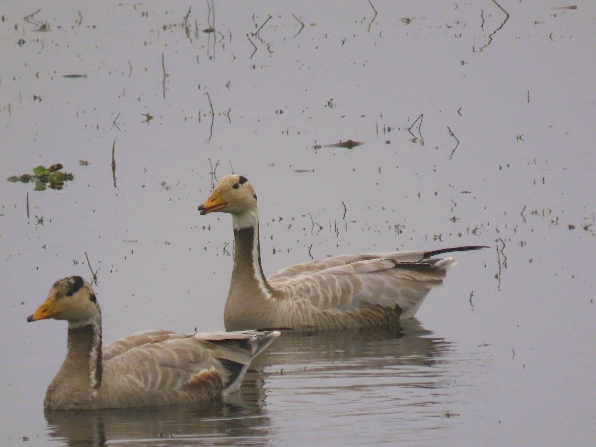 Oie à tête barrée - ML647680755