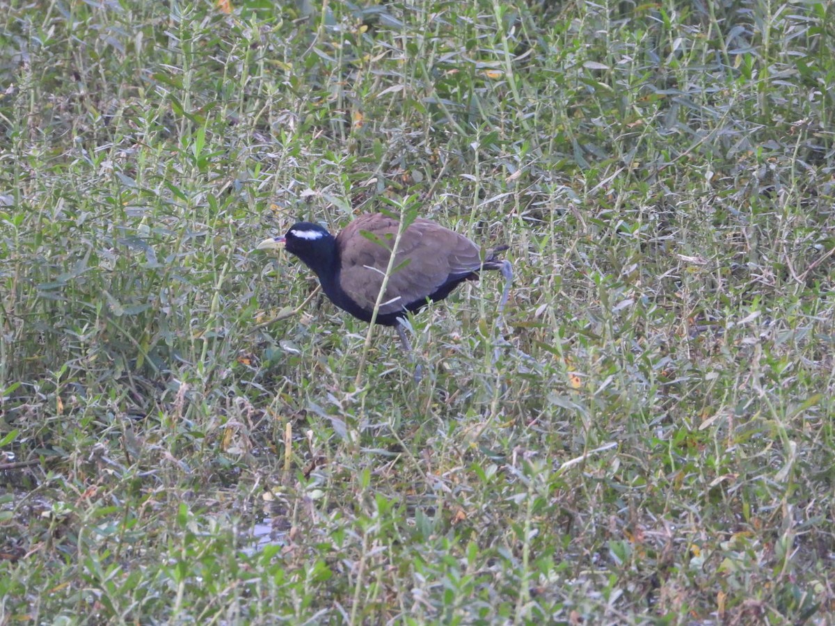 Bronze-winged Jacana - ML647680758