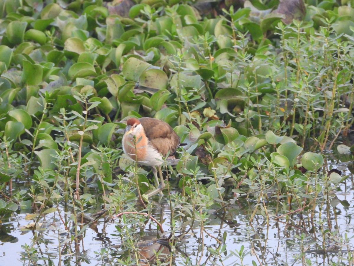 Bronze-winged Jacana - ML647680759