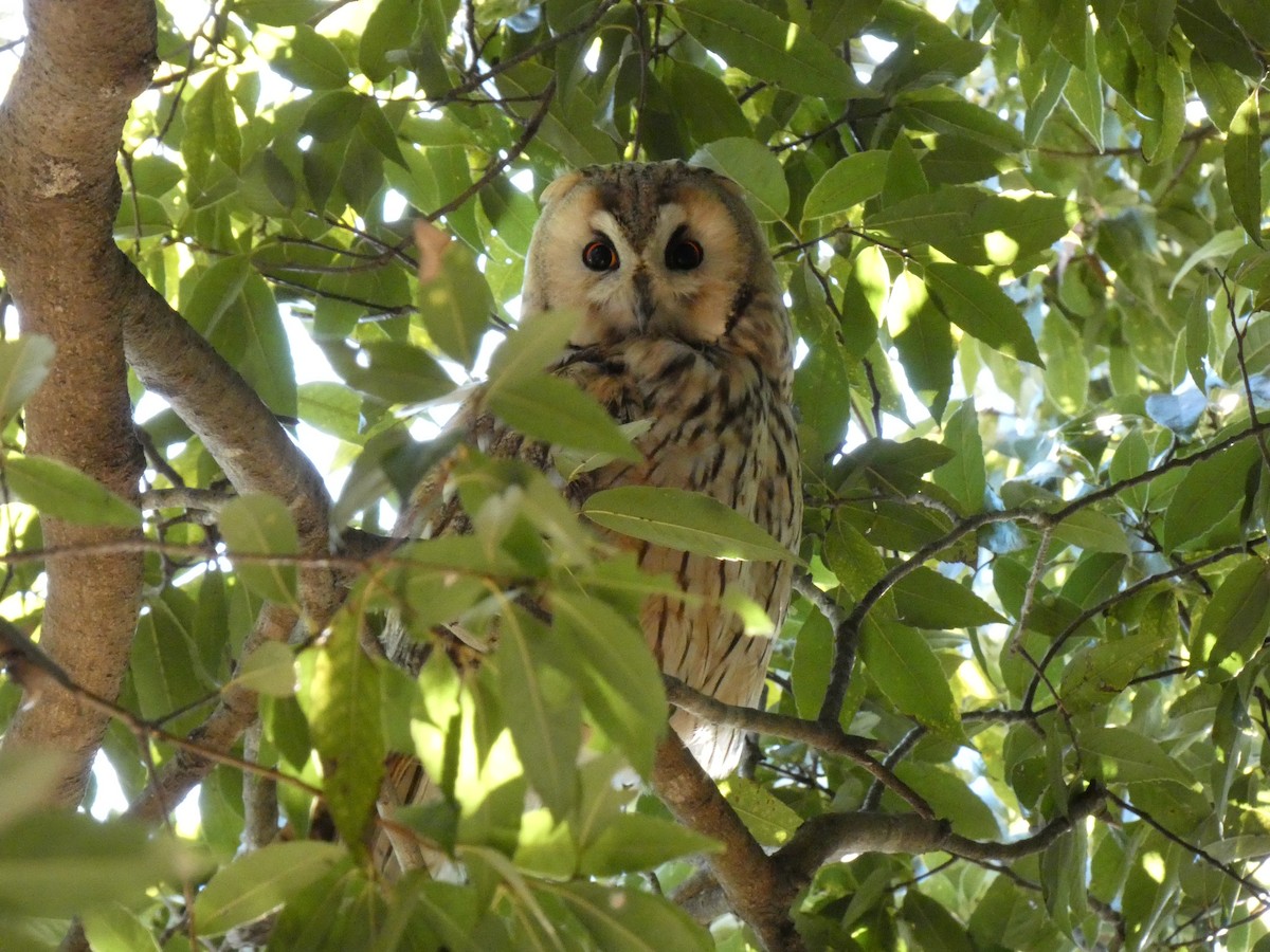 Long-eared Owl - ML647680762