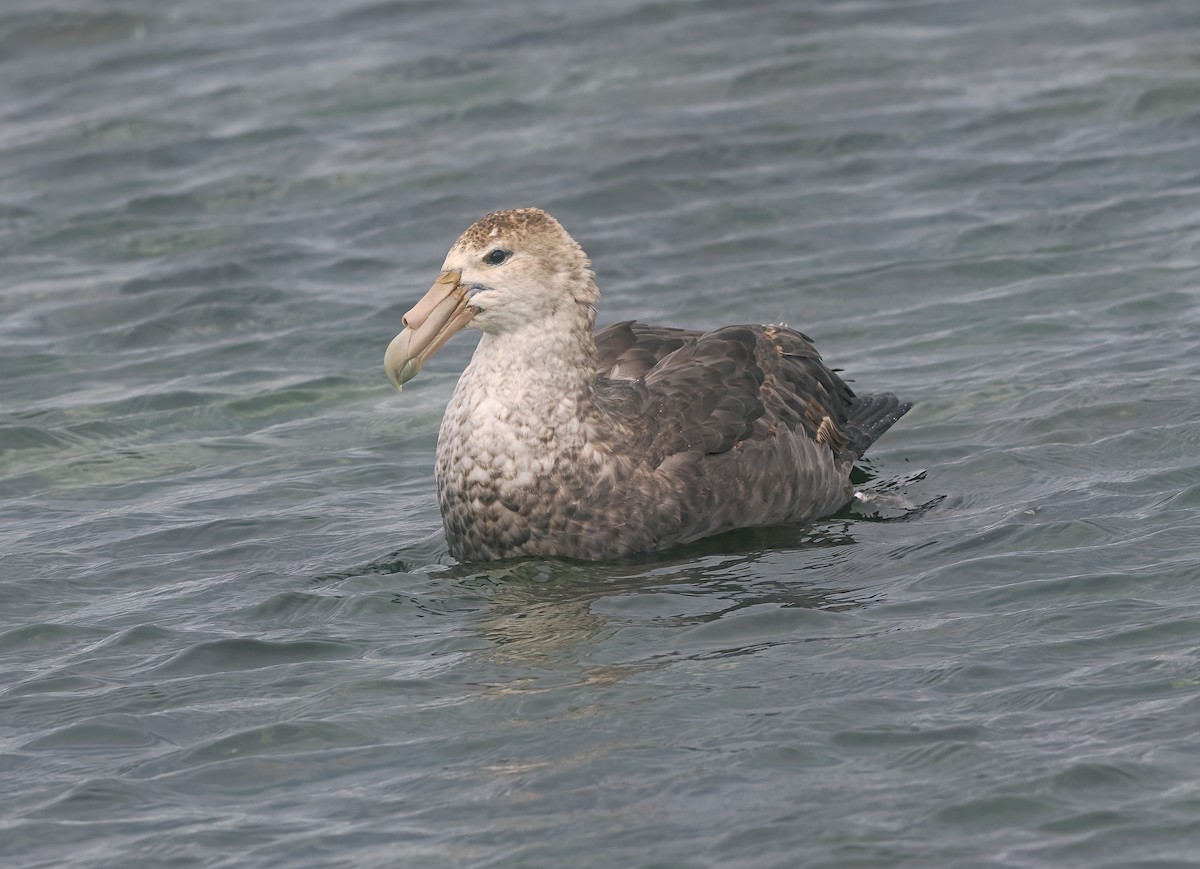 sørkjempepetrell - ML647680763