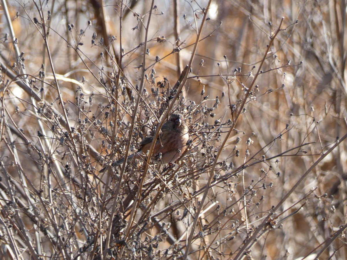 Long-tailed Rosefinch - ML647680771