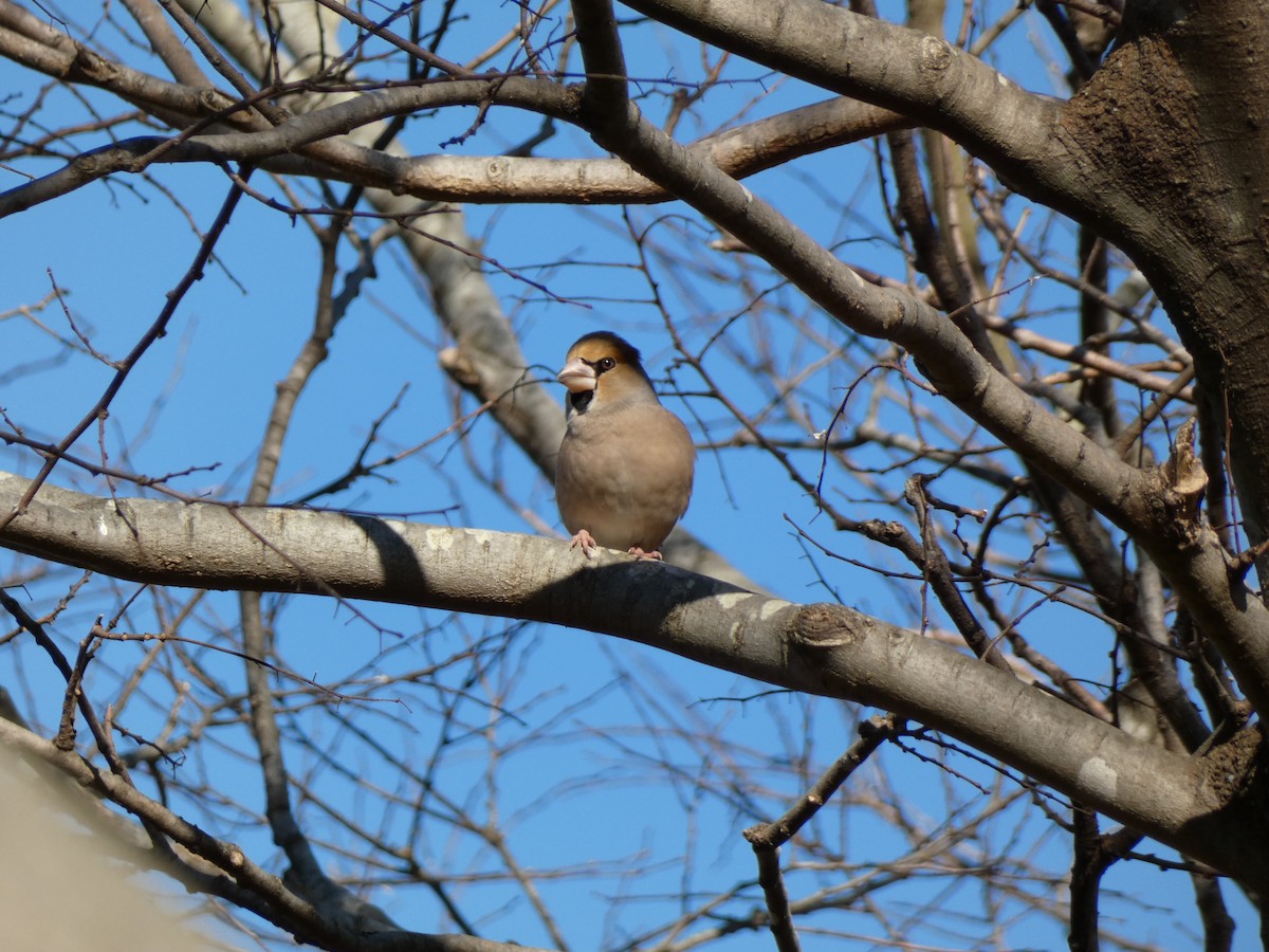 Hawfinch - ML647680775