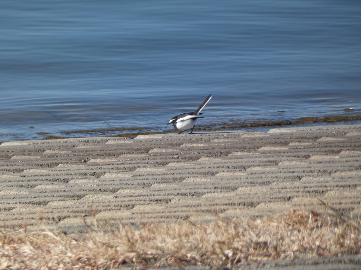 Japanese Wagtail - ML647680778