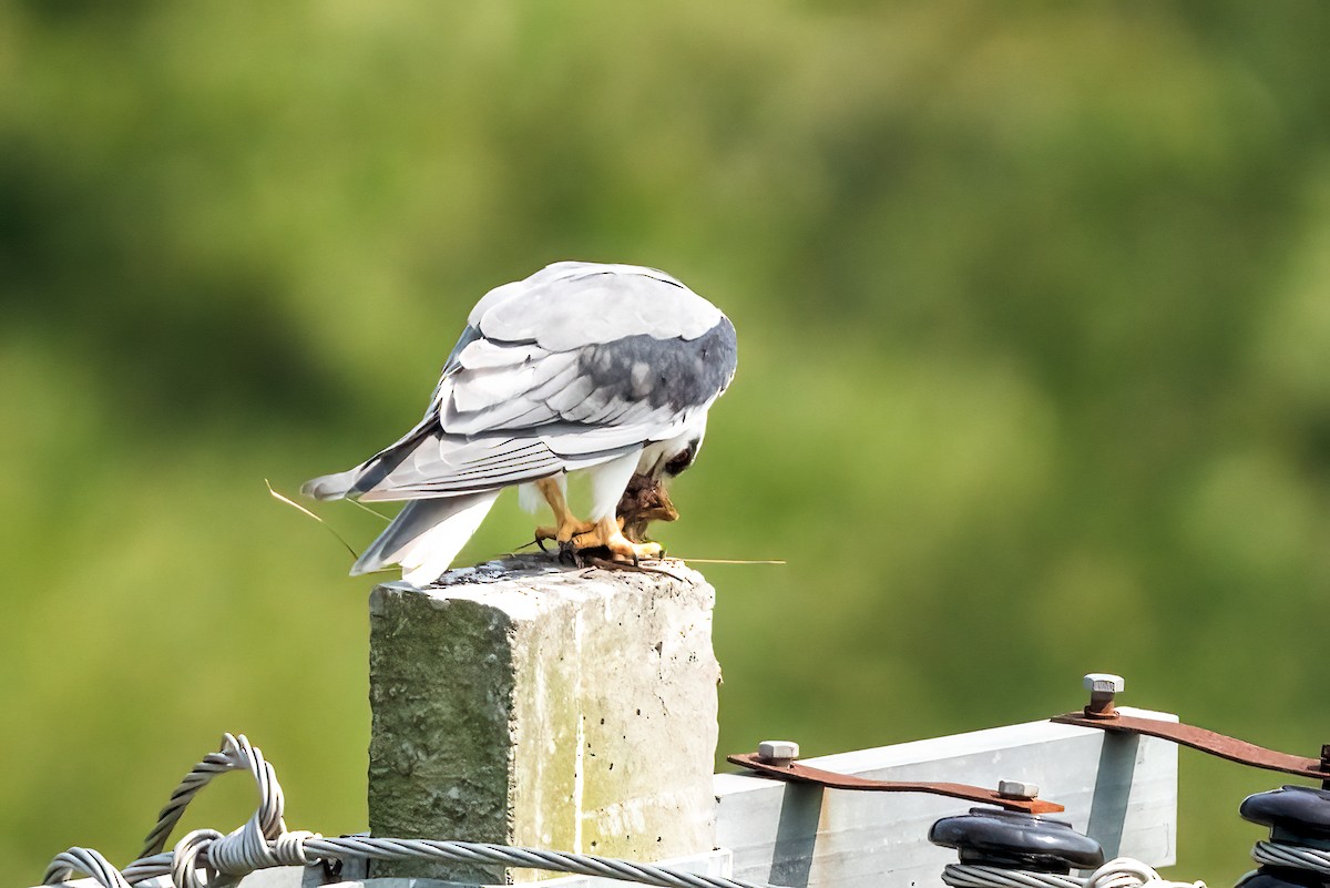 Black-winged Kite - ML647680781