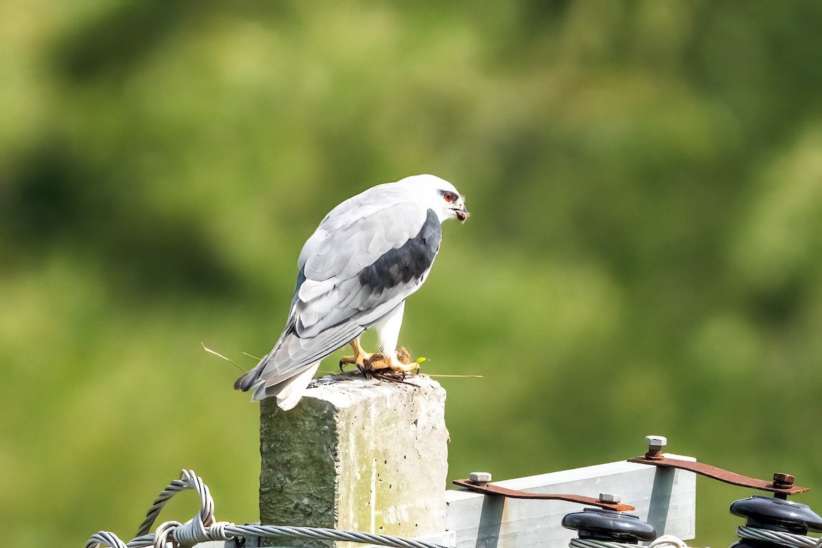 Black-winged Kite - ML647680782