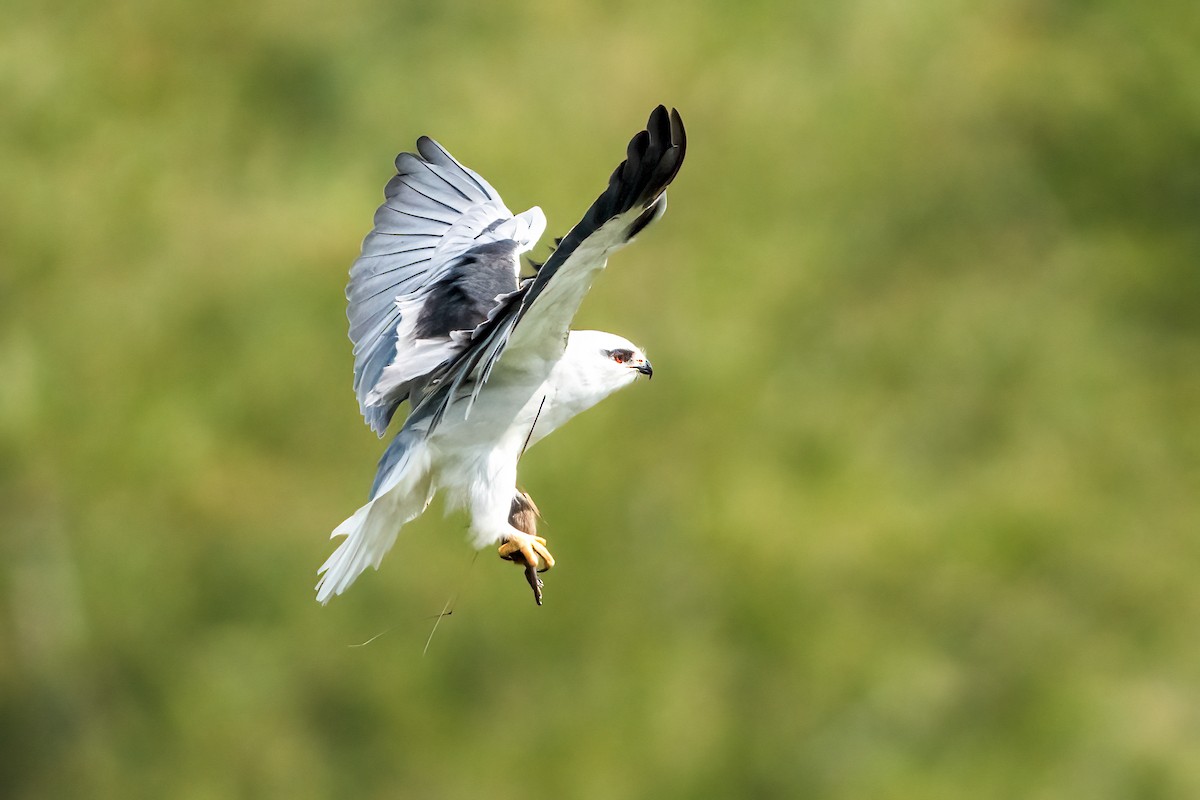 Black-winged Kite - ML647680783