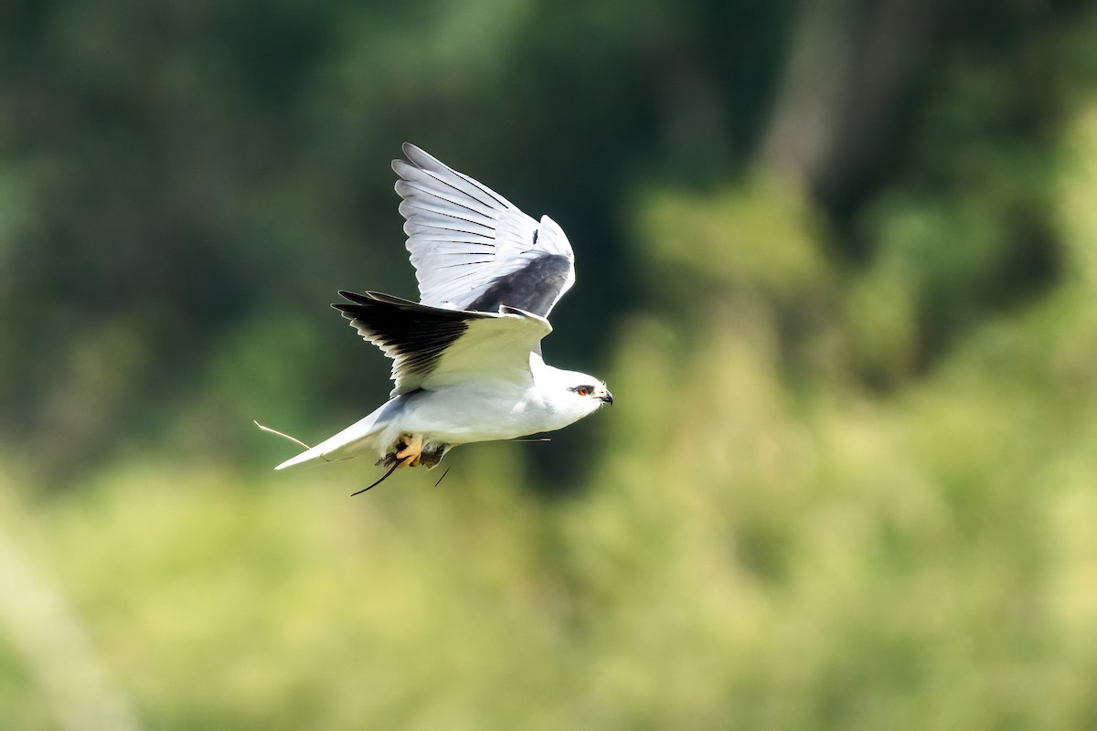 Black-winged Kite - ML647680784