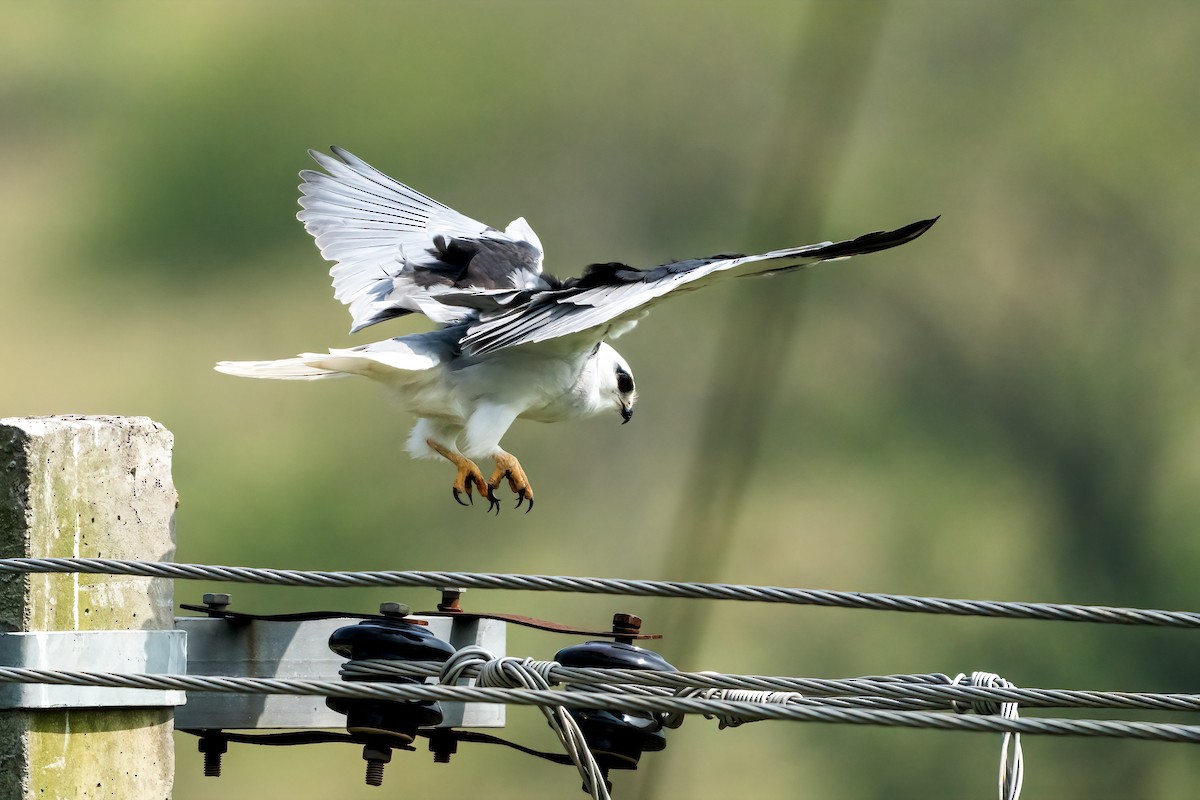 Black-winged Kite - ML647680785
