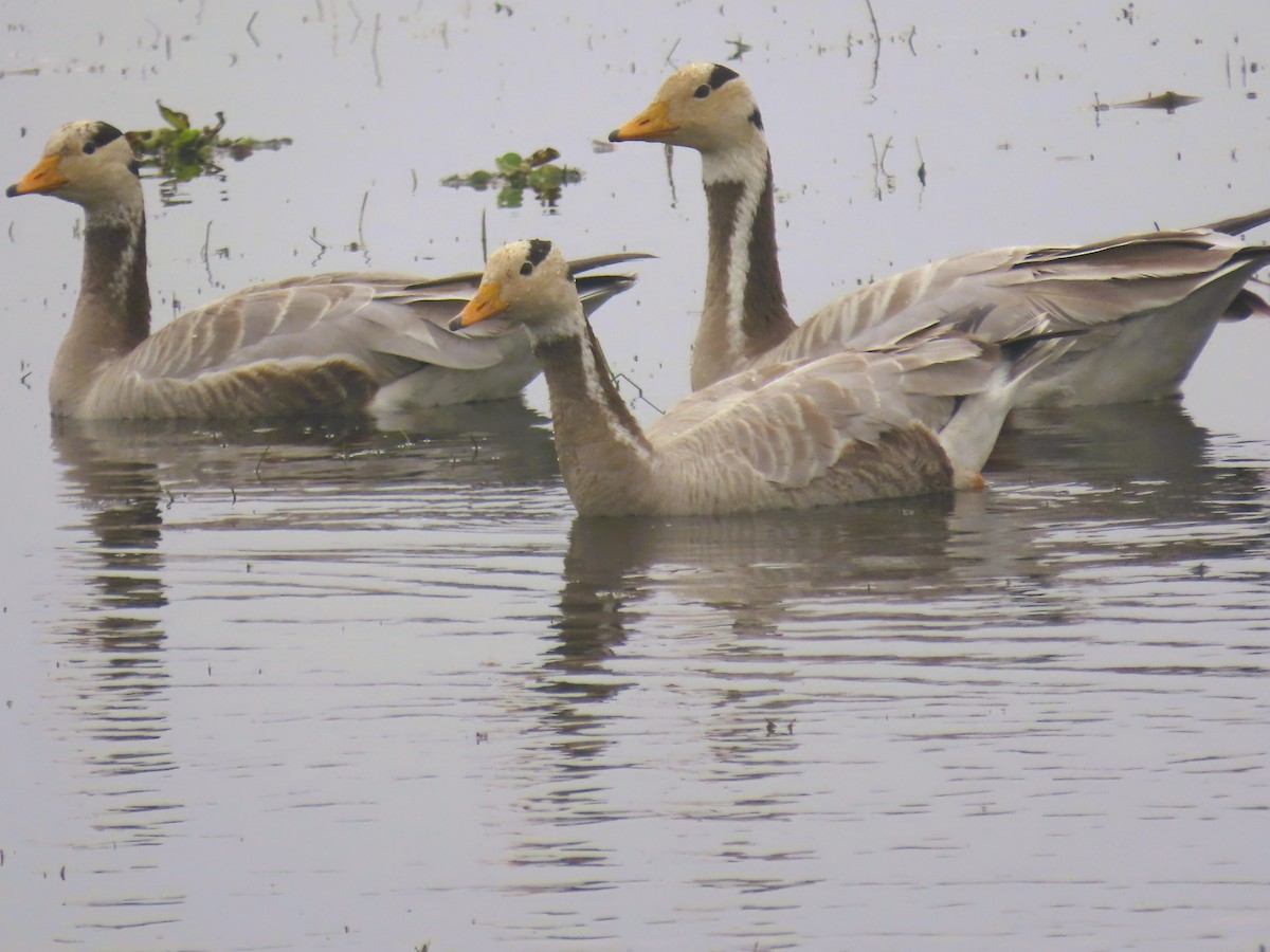 Bar-headed Goose - ML647680787