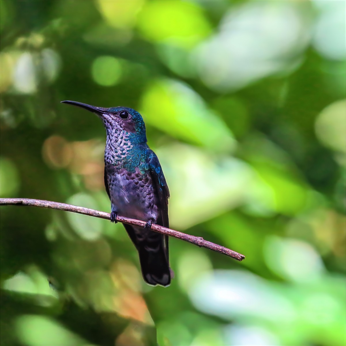White-necked Jacobin - ML647680788