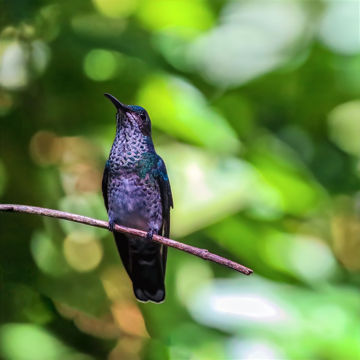 White-necked Jacobin - ML647680789