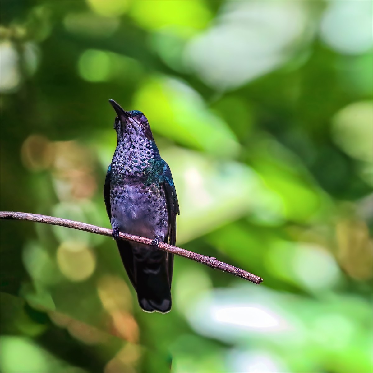 White-necked Jacobin - ML647680790