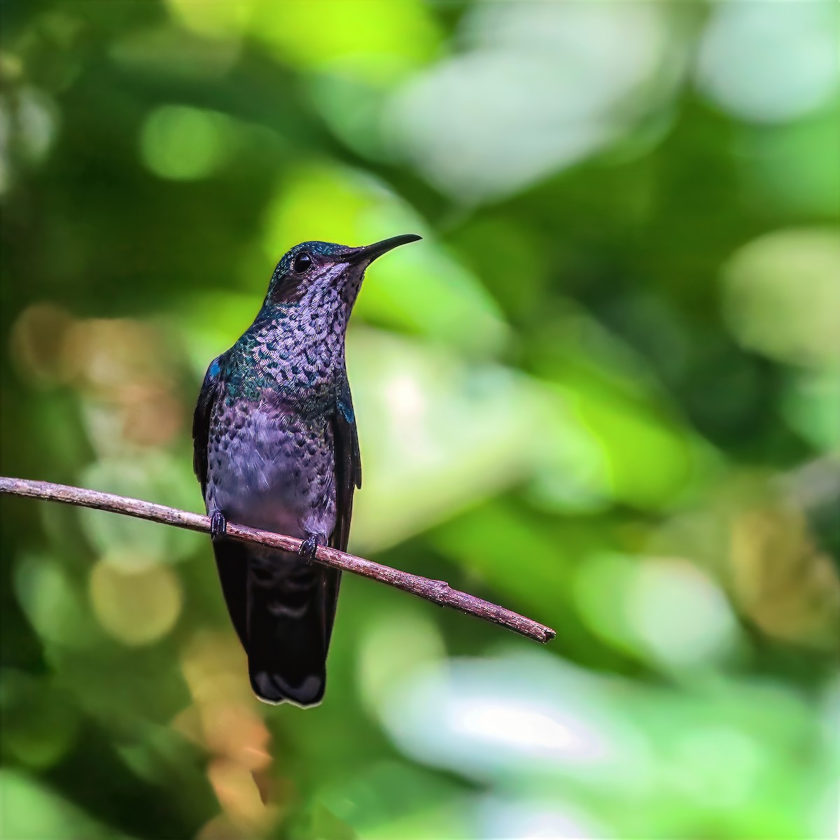 White-necked Jacobin - ML647680791