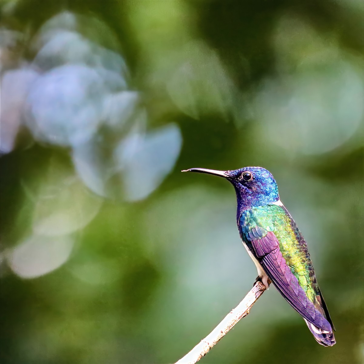 White-necked Jacobin - ML647680792