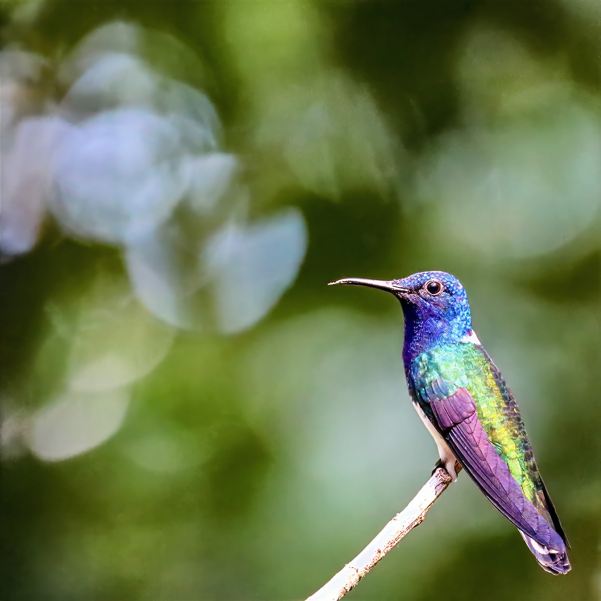 White-necked Jacobin - ML647680793