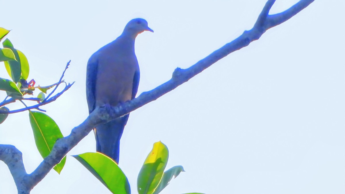 Green Imperial-Pigeon - ML647680794