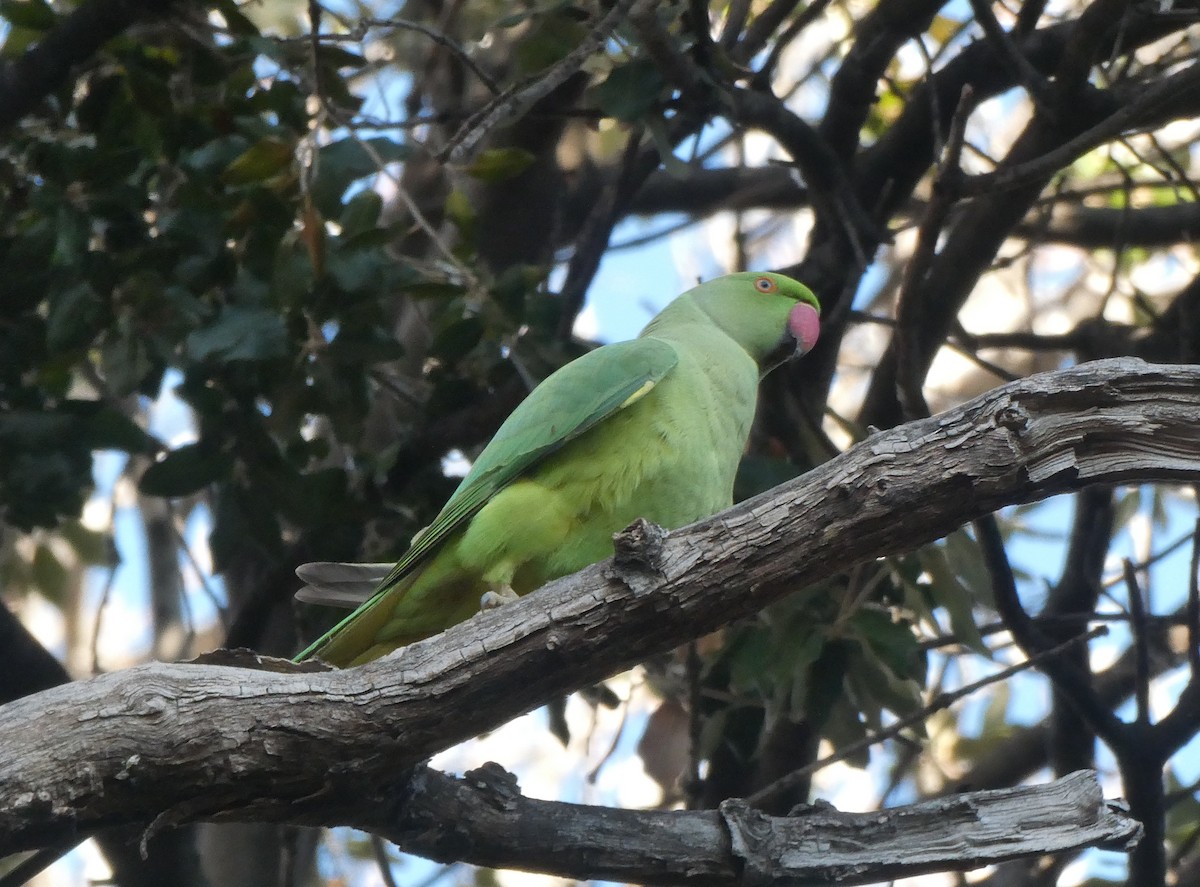Rose-ringed Parakeet - ML647680795