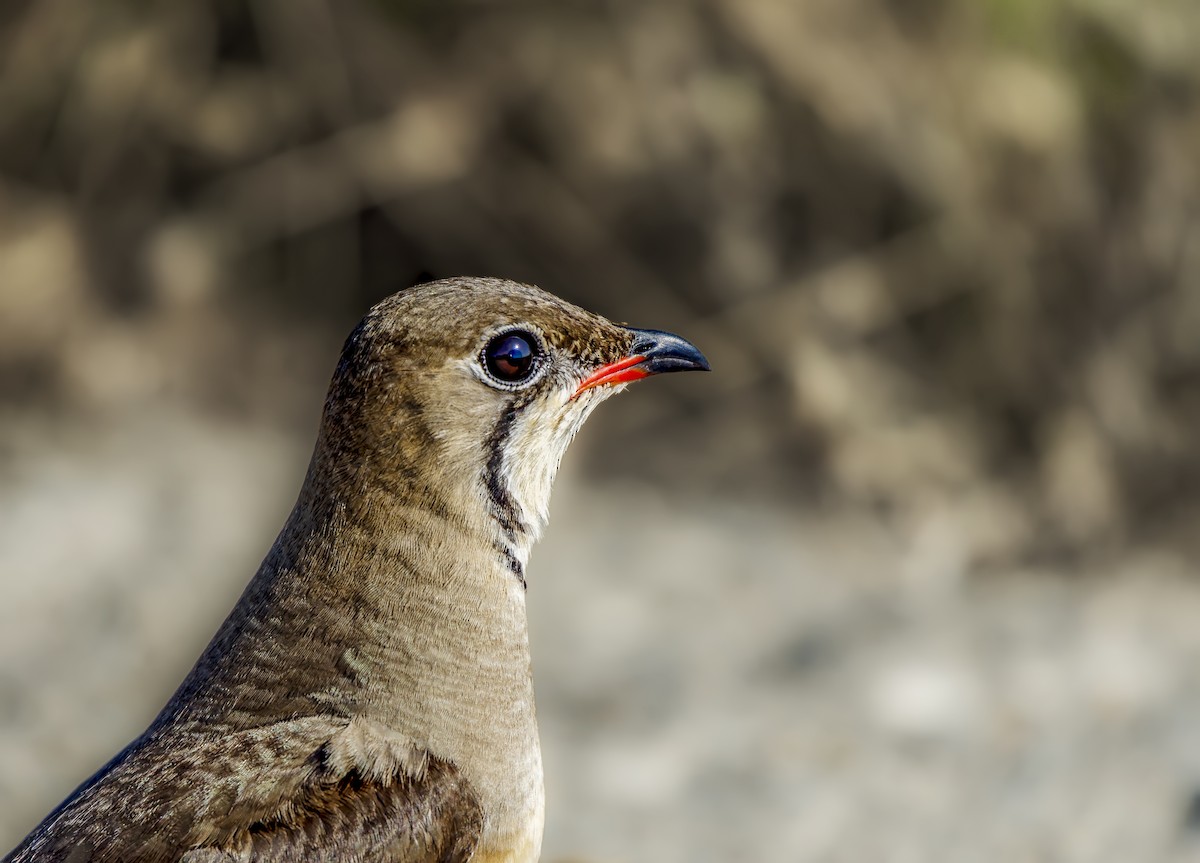 Collared Pratincole - ML647680796