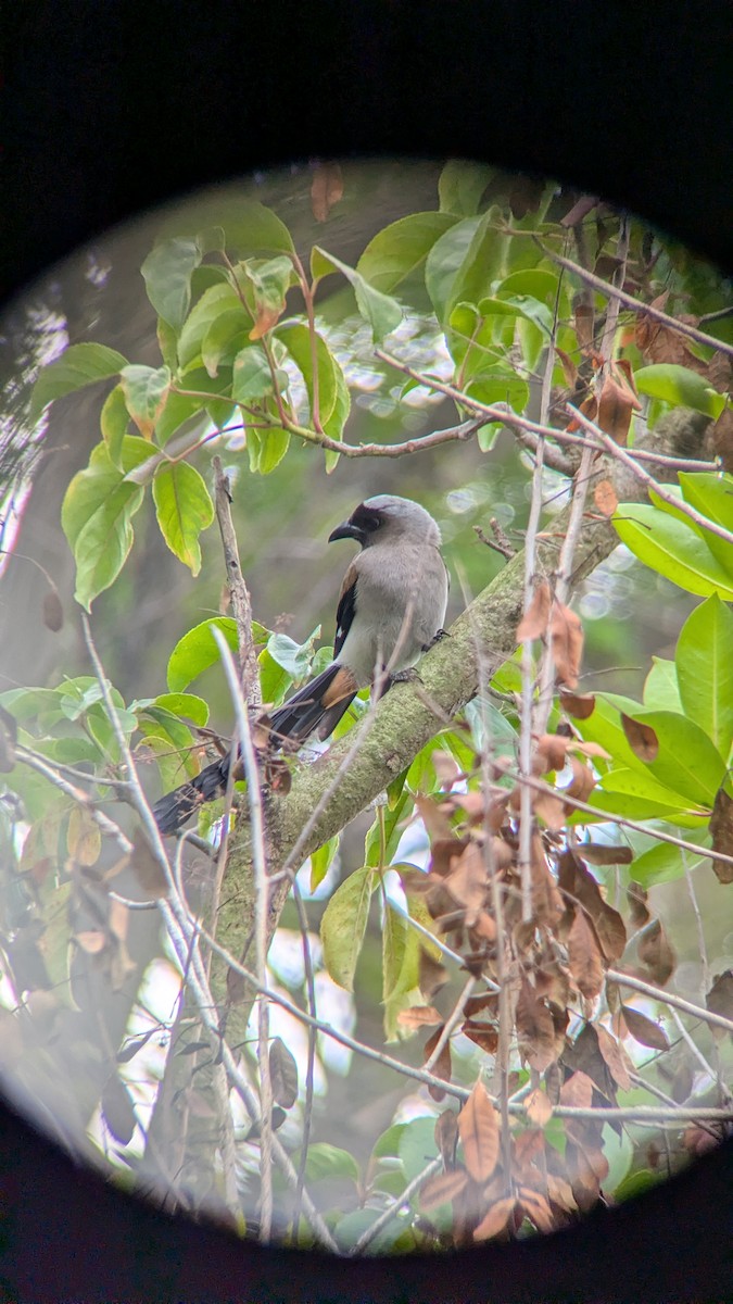 Gray Treepie - ML647680797