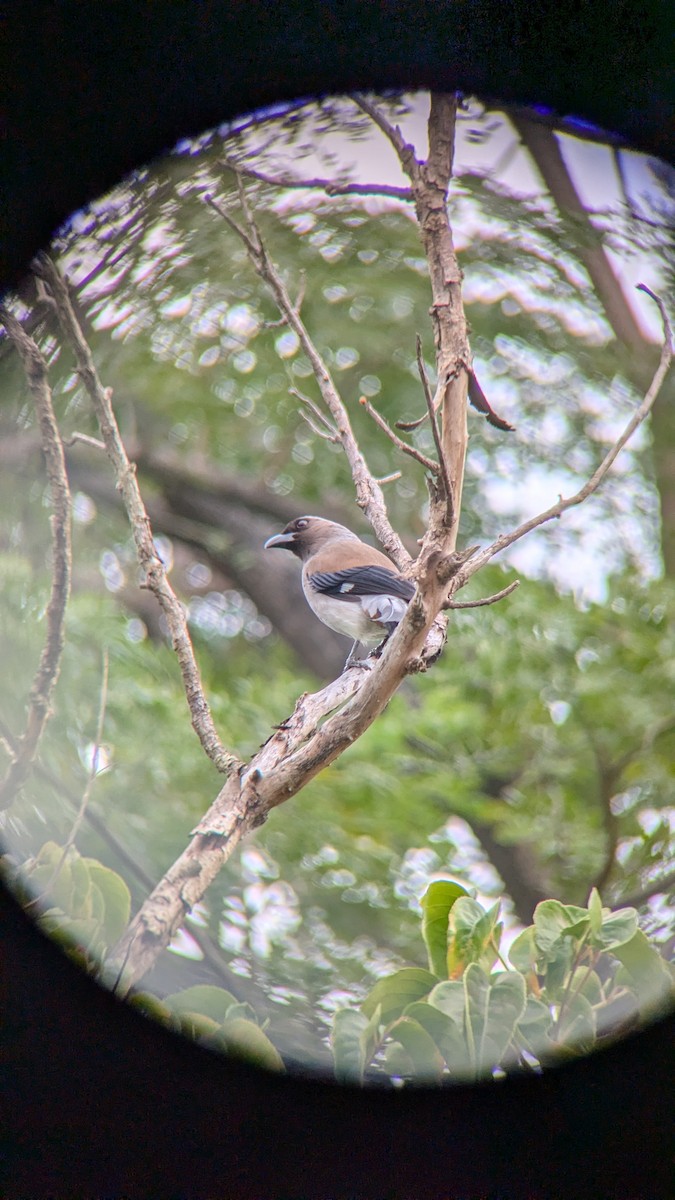 Gray Treepie - ML647680798