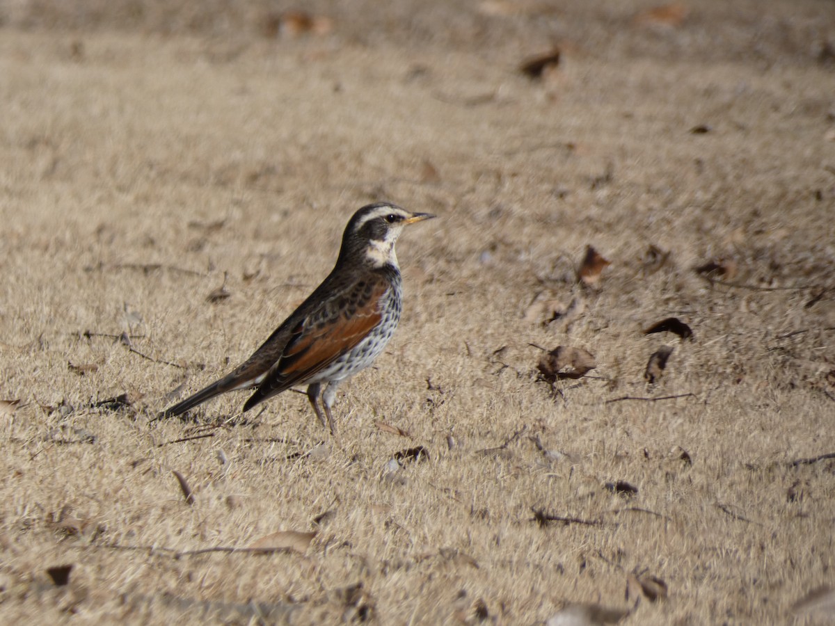 Dusky Thrush - ML647680800