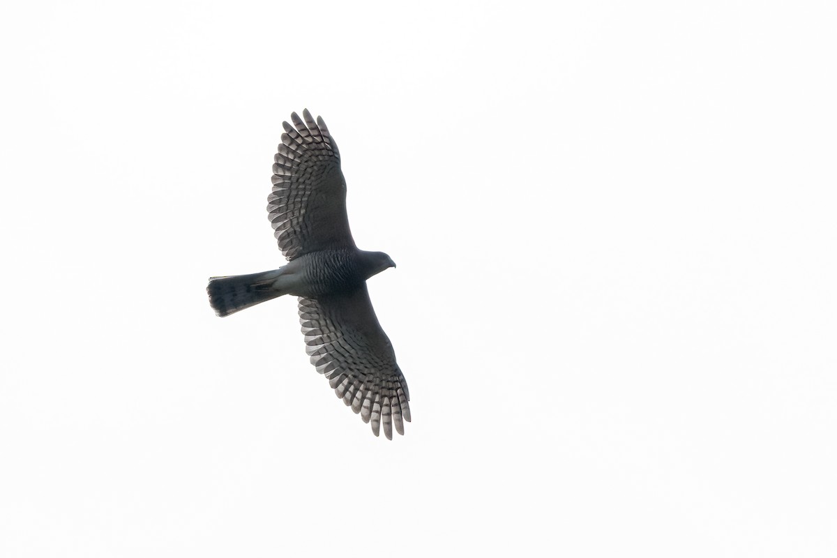 Shikra - ML647680801