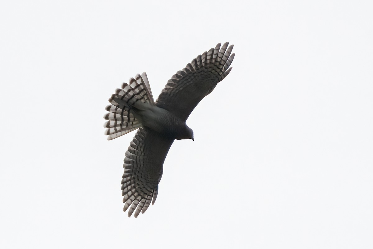 Shikra - ML647680802