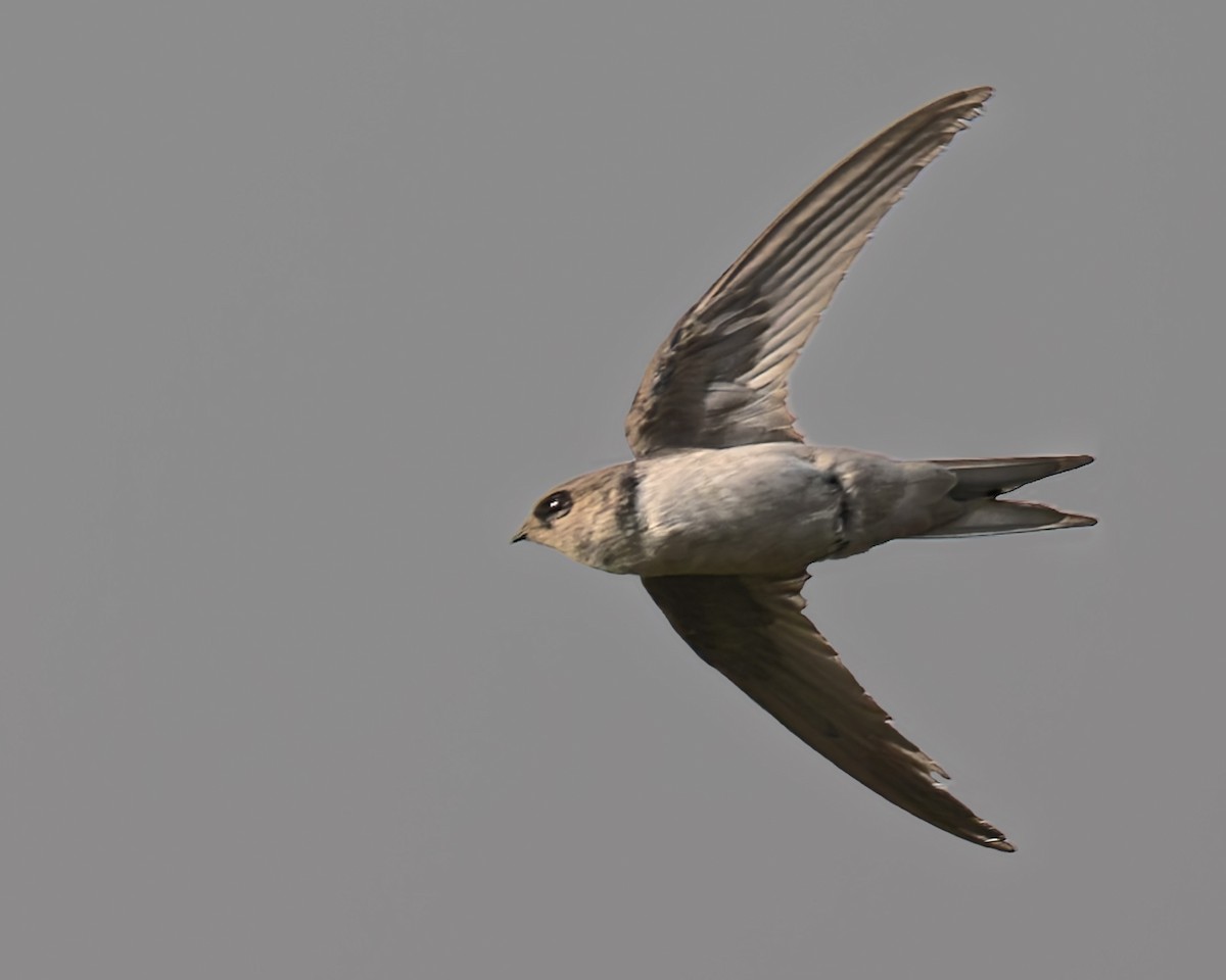 Asian Palm Swift - ML647680804