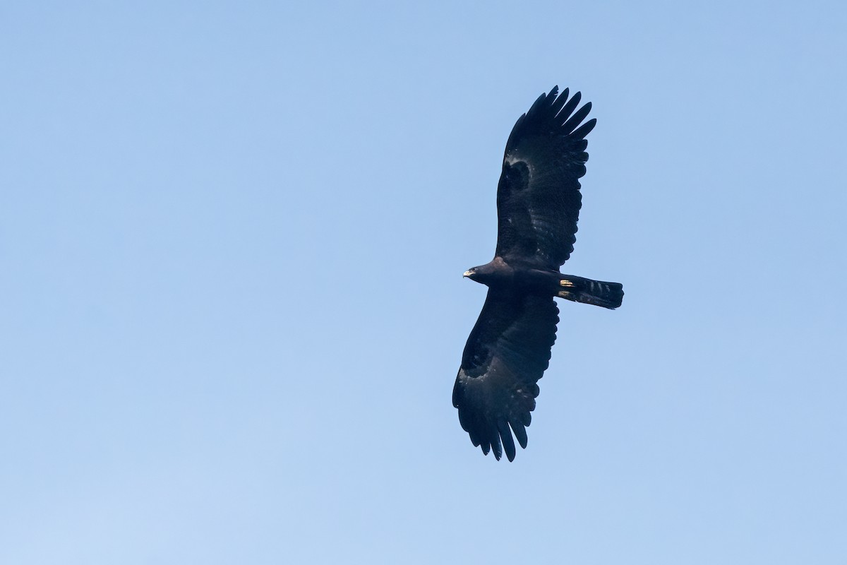 Black Eagle - ML647680806