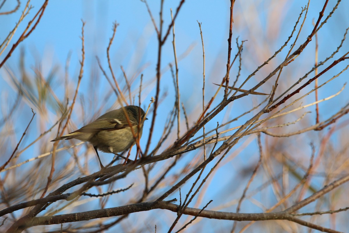 Ruby-crowned Kinglet - ML647680807