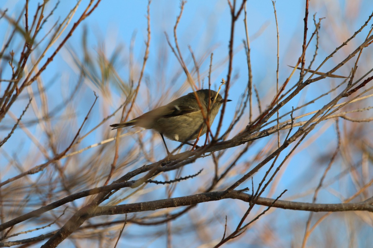 Ruby-crowned Kinglet - ML647680808