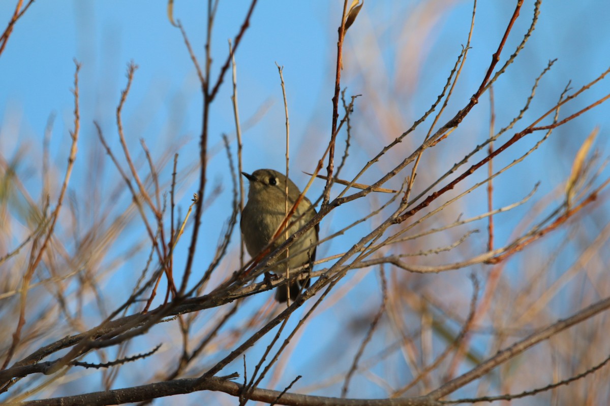 Ruby-crowned Kinglet - ML647680809