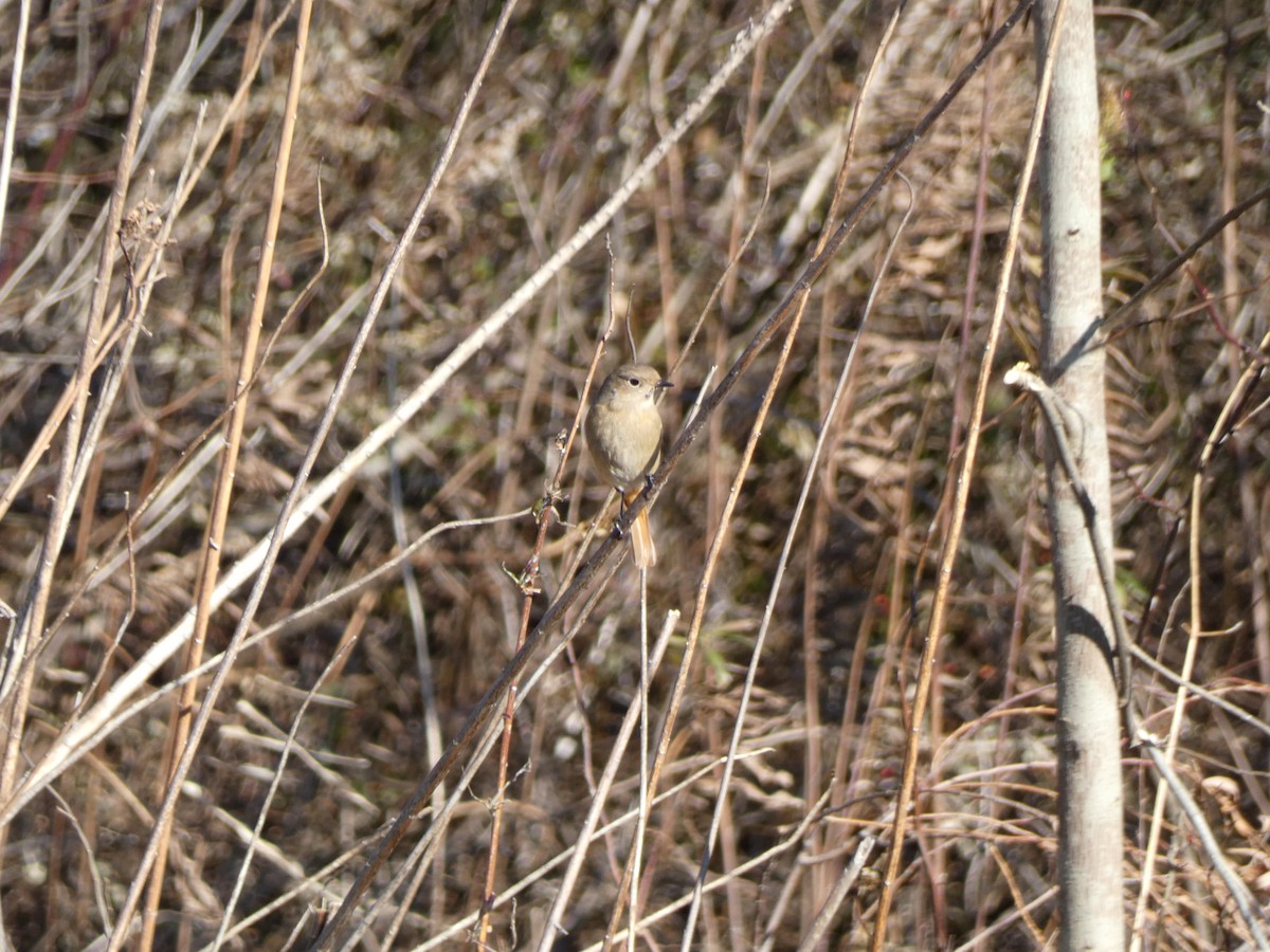 Daurian Redstart - ML647680810