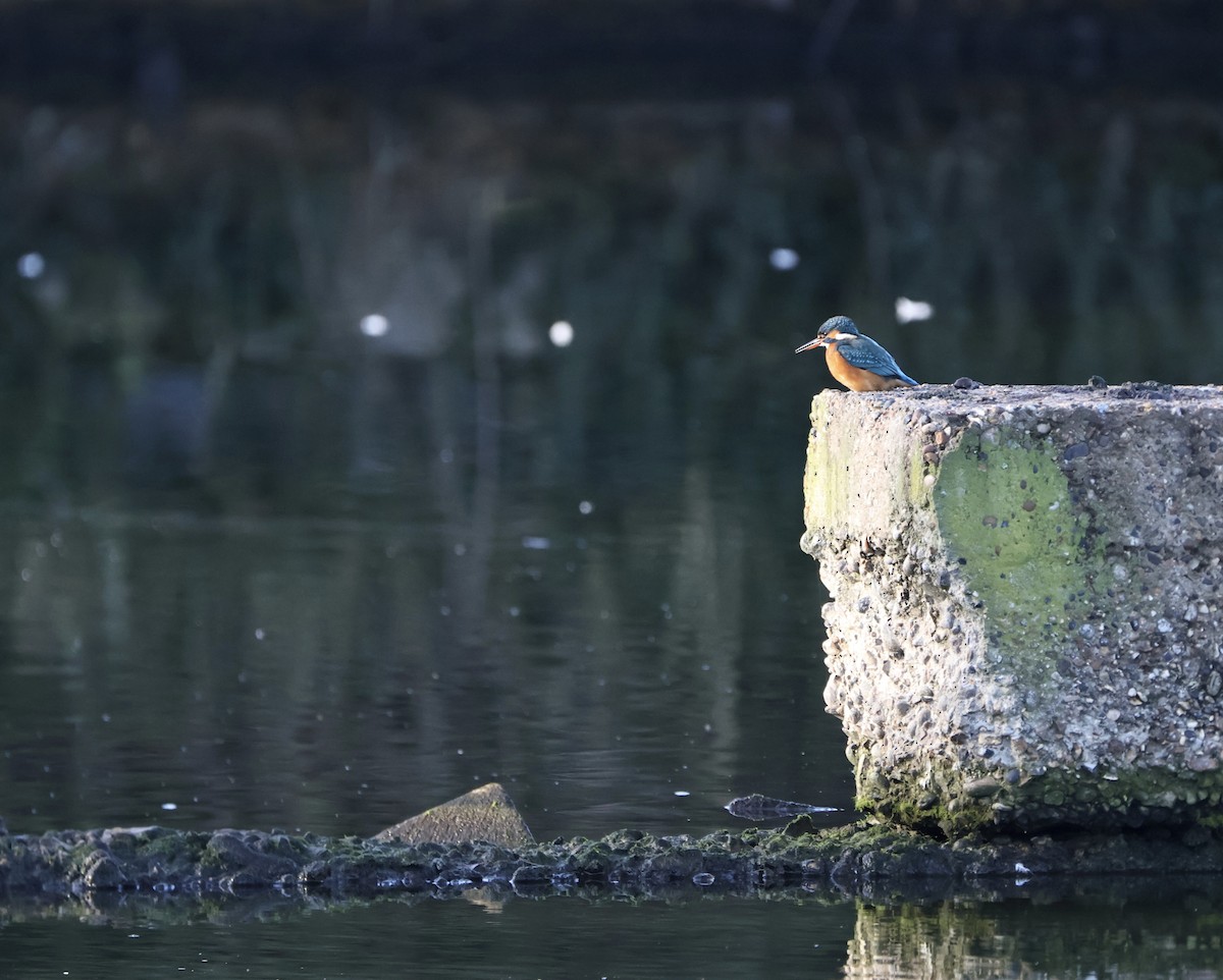 Common Kingfisher - ML647680811